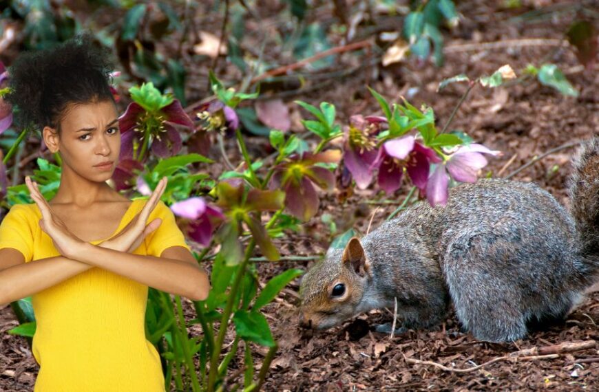 Winning the backyard battle: Keeping squirrels out of your garden made easy!