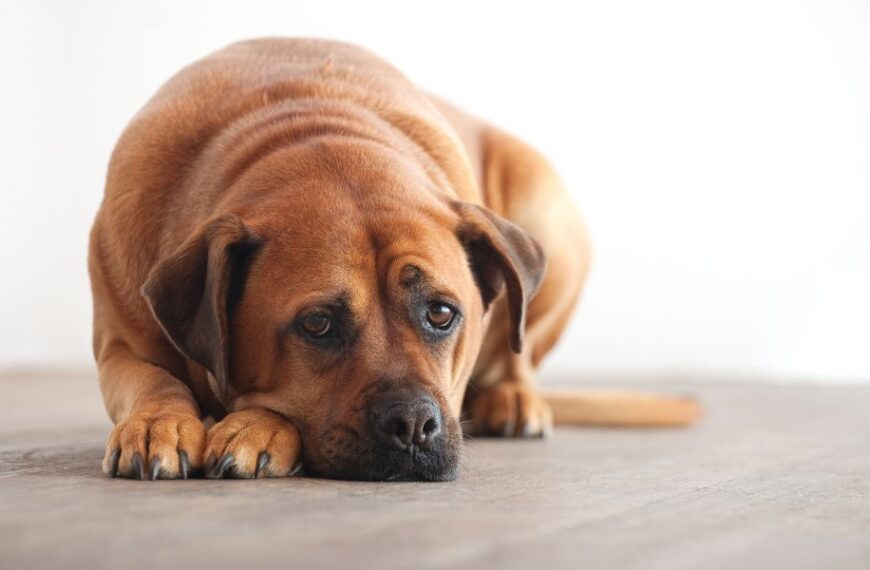 Is your furry friend sick or blue? Unmasking the signs of physical illness and pet depression