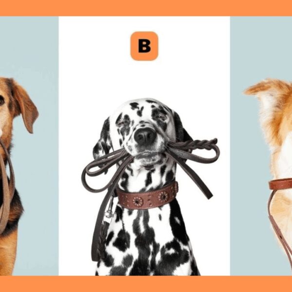 Choose a Dog Holding Its Own Leash – It Says a Lot About Your Independence
