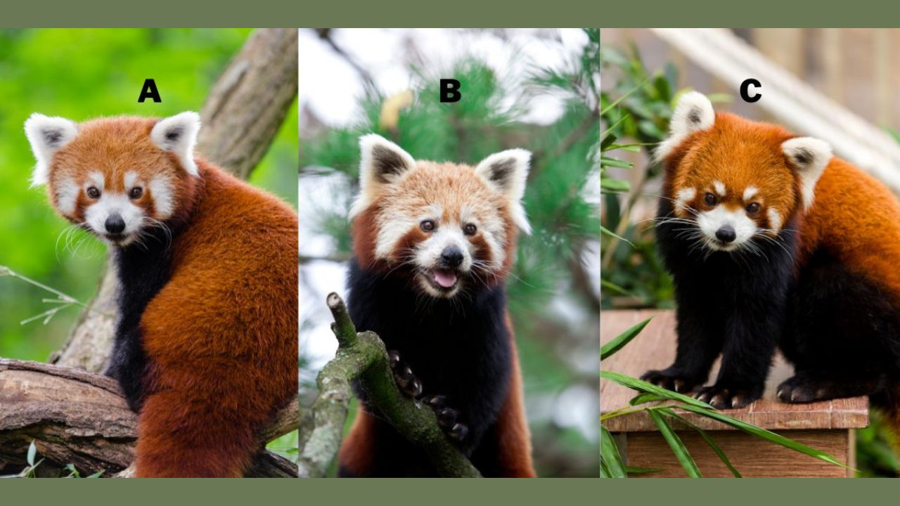Choose a Red Panda and Discover Your Secret Superpower in Relationships