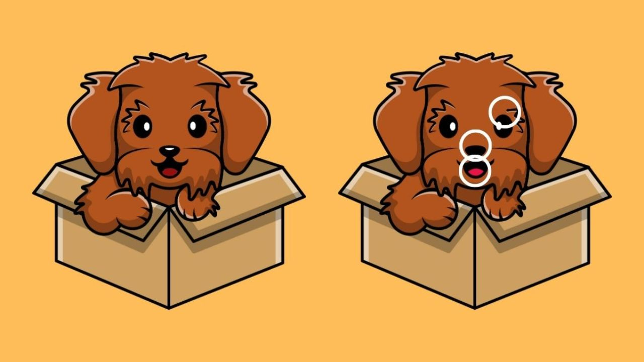 Spot the difference: Can you catch all 3 in this dog's playful scene in less than 20 seconds?