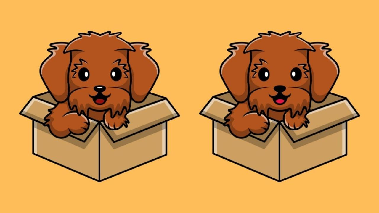 Spot the difference: Can you catch all 3 in this dog's playful scene in less than 20 seconds?