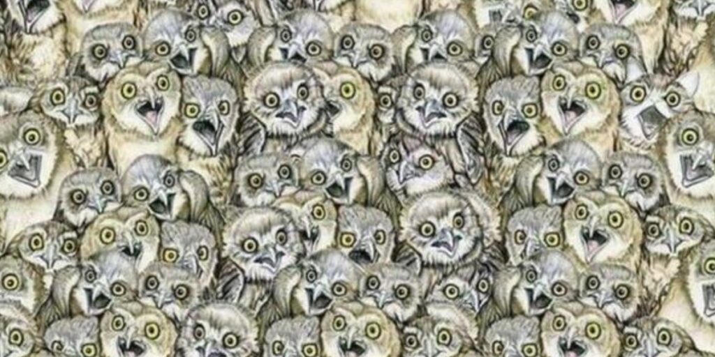 Visual test A cat among the owls, can you see it? We challenge you to