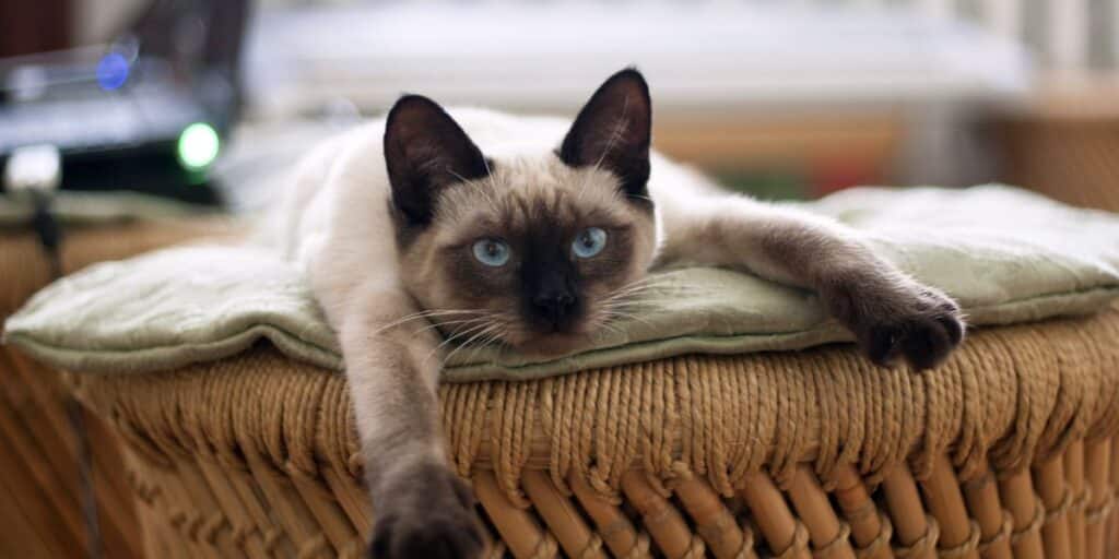 Identify bladder stones in cats and how to take action
