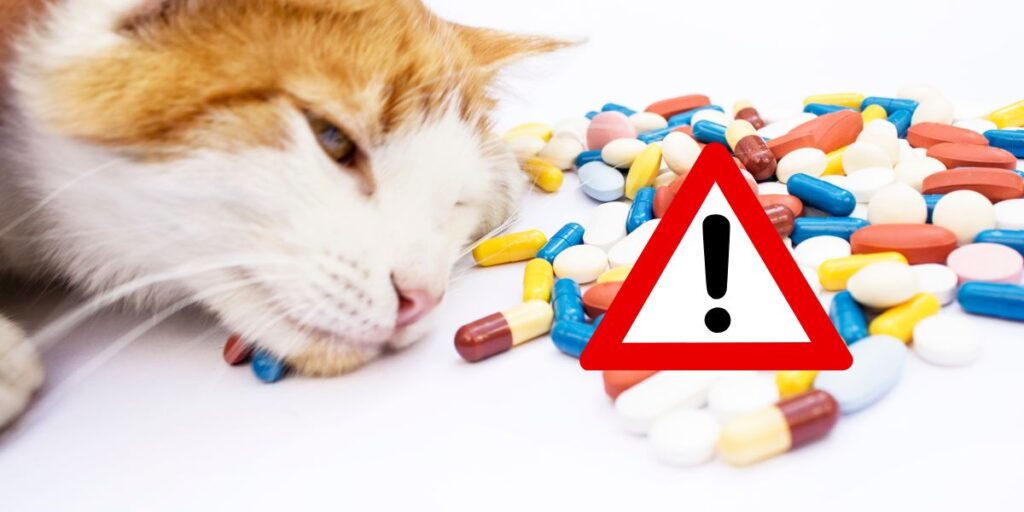 Image result for Protect your pet: Know the sisks of human medication