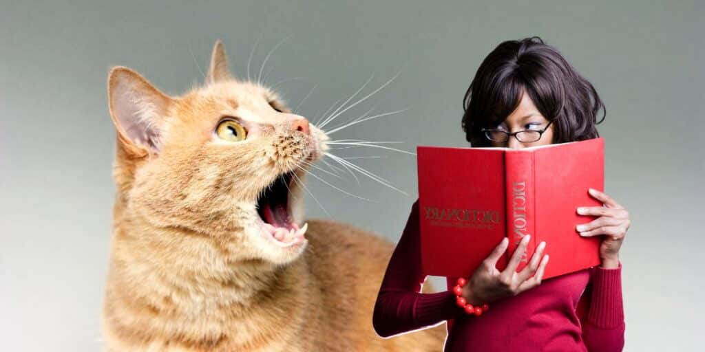 Understanding your cat's secret language deciphering its meows