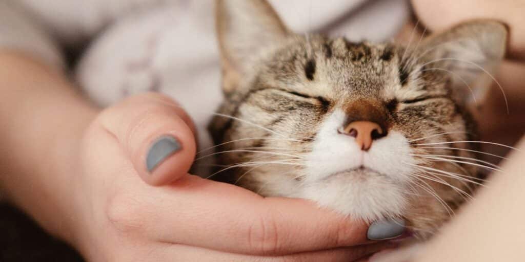 Learn What Your Cats Purr Reveals About Its Feelings And Needs