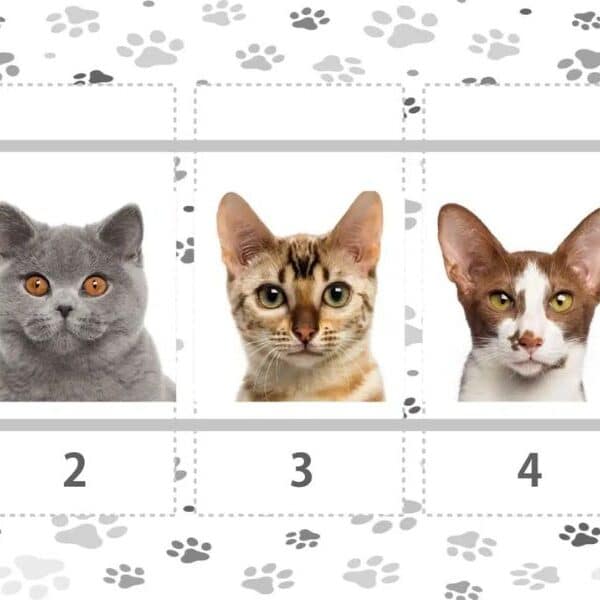 Personality Test: Can you trust your intuition? Choose one of these lovely cats to discover it!