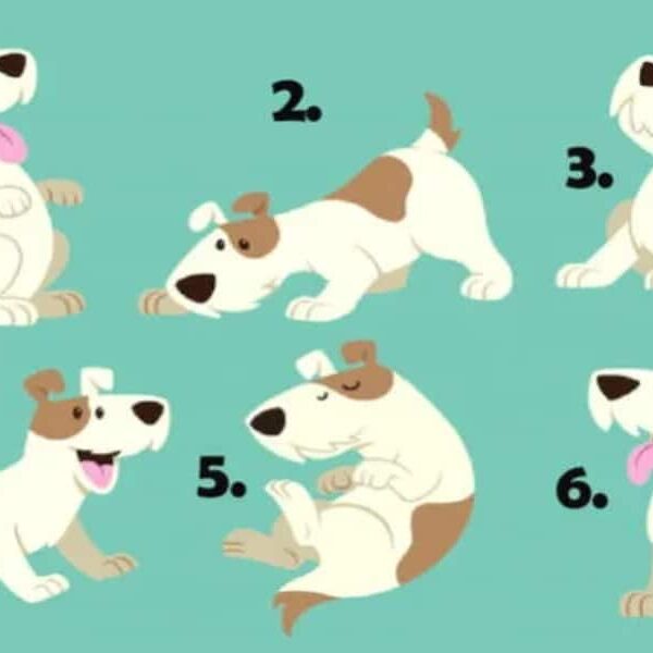 Personality test: Are you a flirt? Find out by choosing a dog!