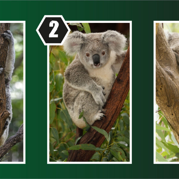 Personality test: Find out how secure you are – Just pick a koala without thinking!