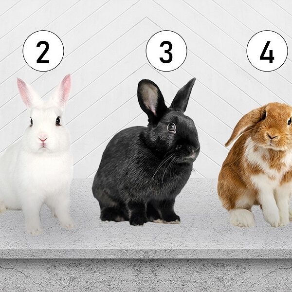 Personality Test: How vulnerable are you? Find out by choosing one of these rabbits