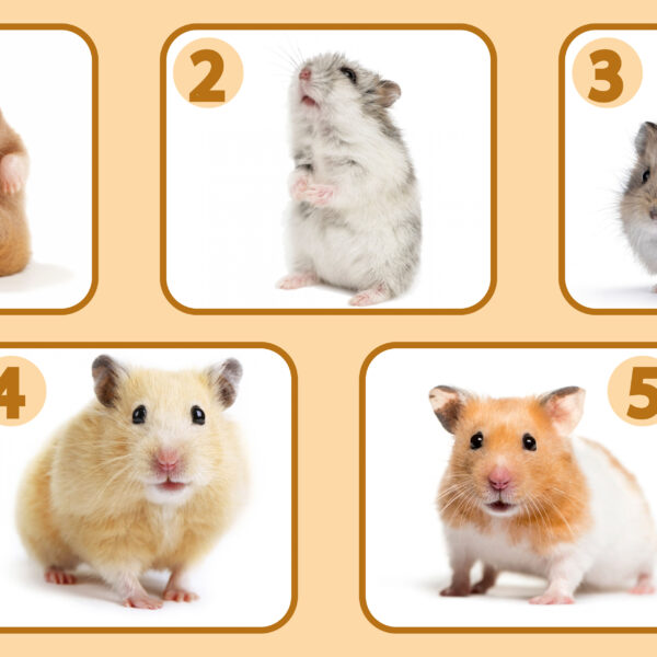 Personality test: Choose a hamster and discover your inner self