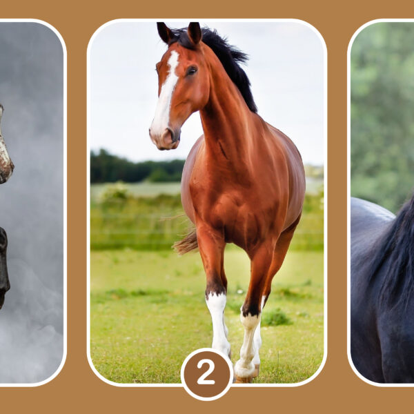 Personality test: What’s your best quality in friendship? Pick a horse to find out!