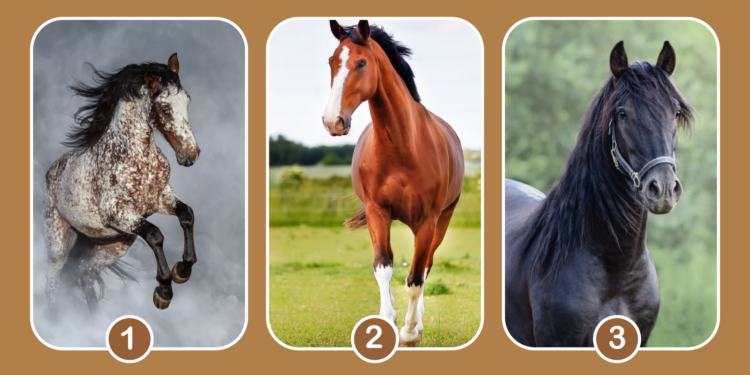 Выберите лошадь. Что можно выбрать лошади. Какой высоты подобрать себе лошадь чтобы хорошо смотреться.