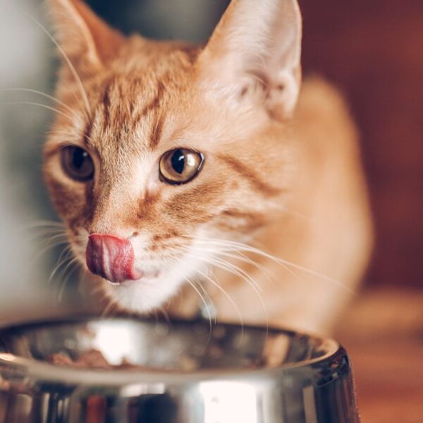 How to feed your cat properly: Keep your furry friend healthy