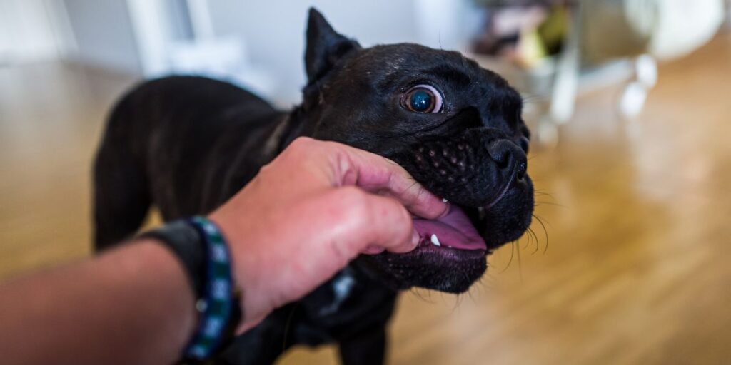 Understand why puppy chews hands and stop it Take action now!