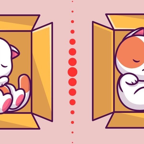 Spot the difference: Challenge yourself to find 3 differences between these sleeping cats in a box in less than 10 seconds!