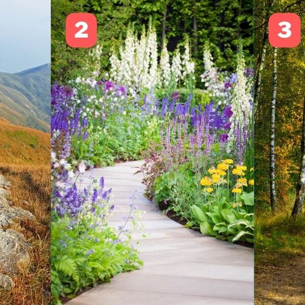 Personality test: Discover your true self by exploring one of these paths in nature!