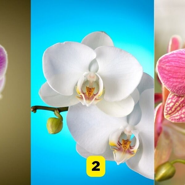 Personality test: What’s your choice of orchid reveal about your level of confidence!