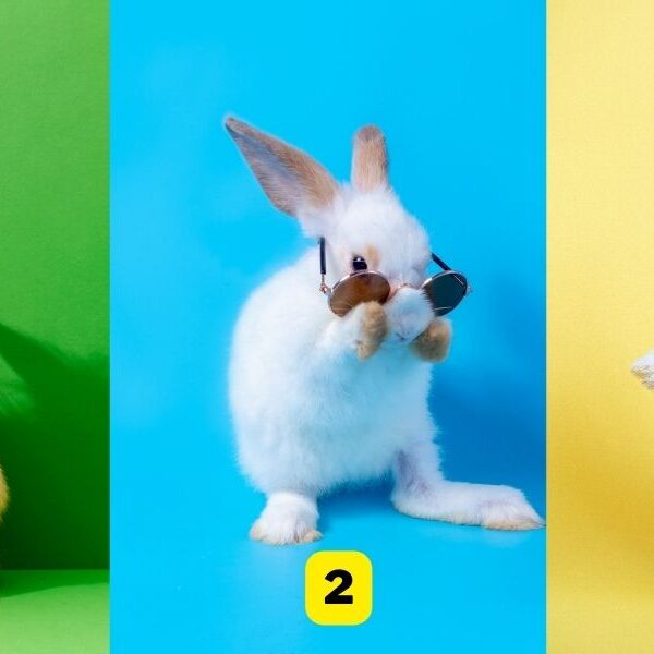 Personality test: Which rabbit best represents your outlook on life?