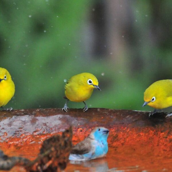 4 tips for creating a bird-friendly garden sanctuary