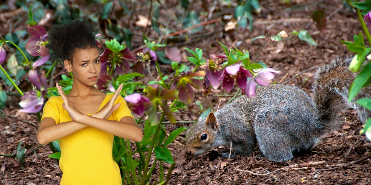 Winning the backyard battle: Keeping squirrels out of your garden made easy!