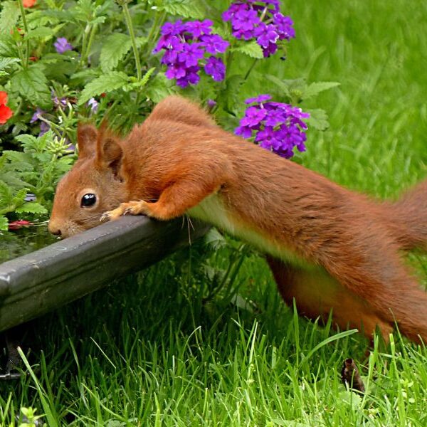 Outsmart those furry invaders: 5 practical tips to make your yard squirrel-proof