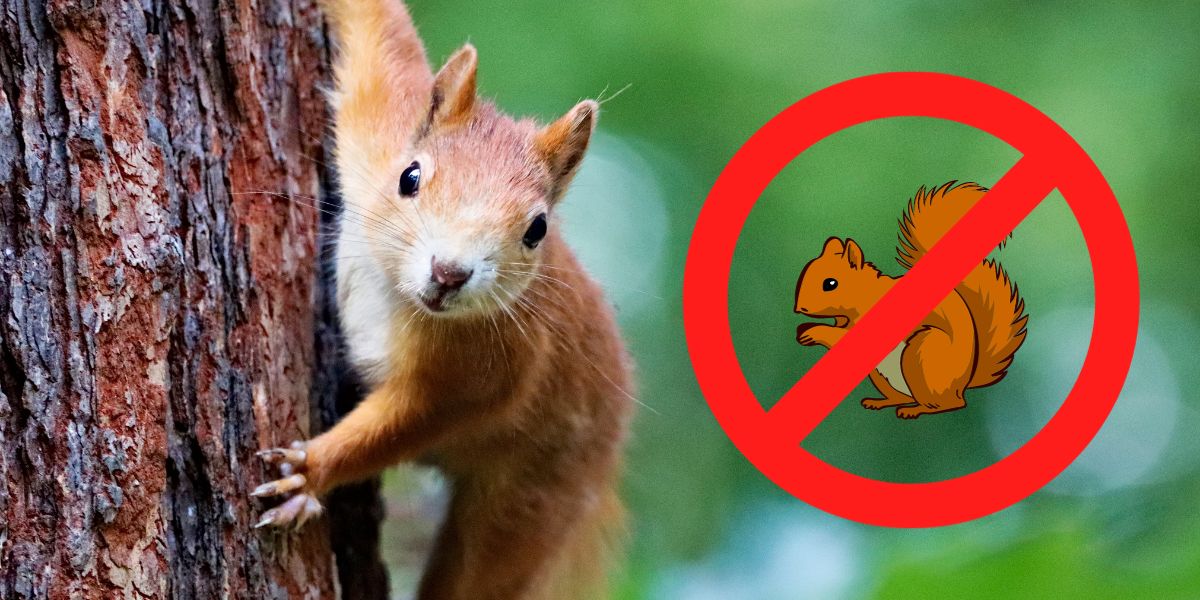 5 plants that will keep pesky squirrels out of your yard for good!