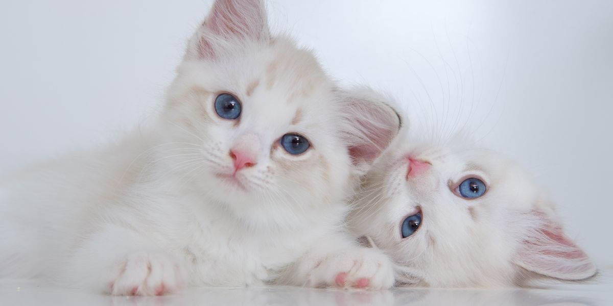 Discover the perfect age to adopt a kitten: It's younger than you think!