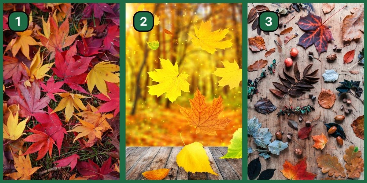 Personality test: Select an autumn leaf and discover if you're a daring risk-taker or a cautious decision-maker!
