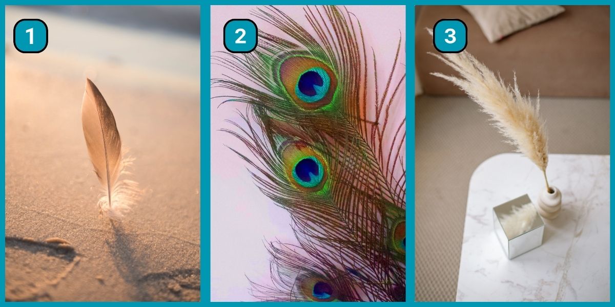 Personality test: Are you meant for the spotlight or do you prefer the shadows? Find out by choosing a feather