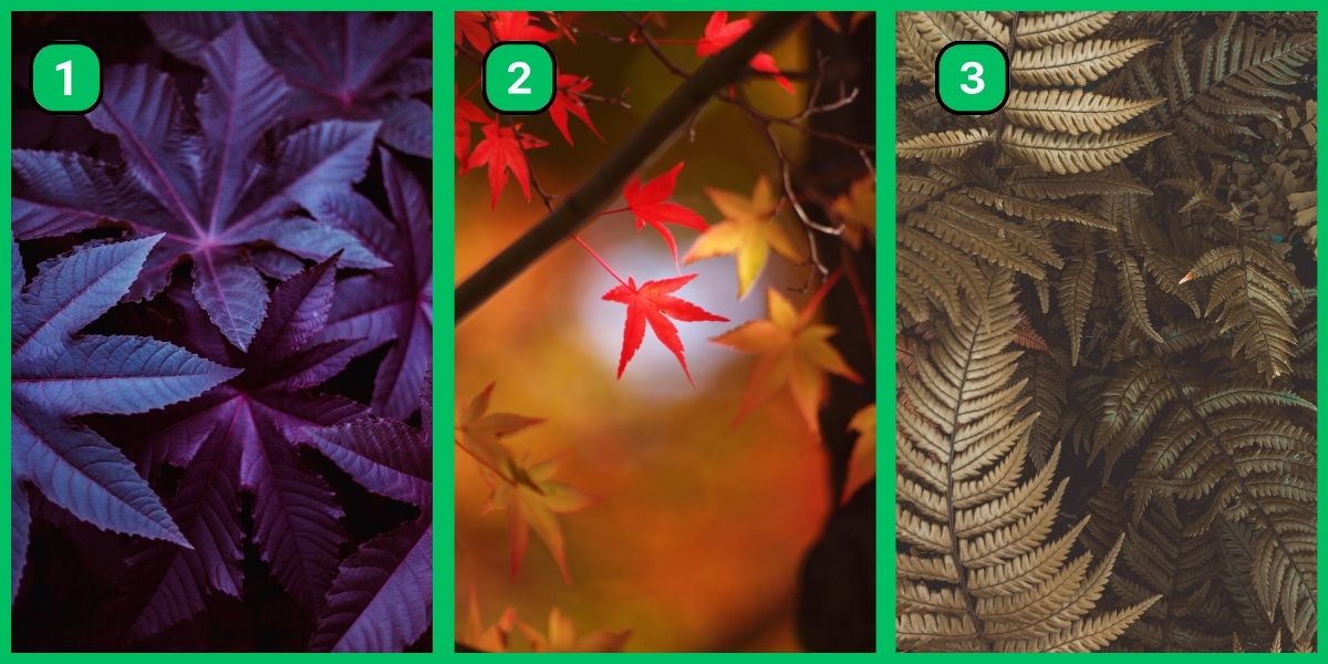 Personality test: Which leaf you pick will reveal if you're driven more by recognition or personal fulfillment!