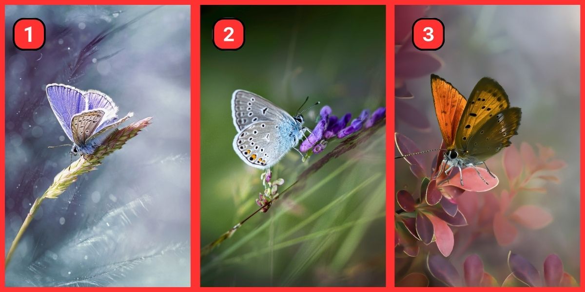 Personality test: Do you want to know if you're an introvert or extrovert in social settings? Just choose a butterflly!