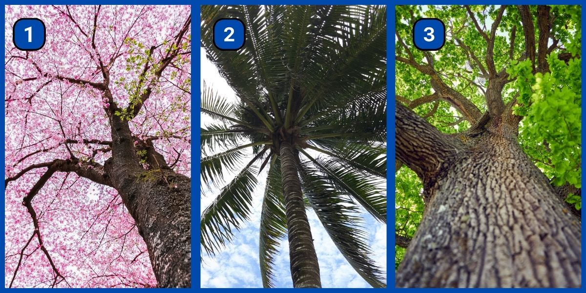 Personality test: Are you truly ambitious or content! Pick a tree and we'll reveal it!