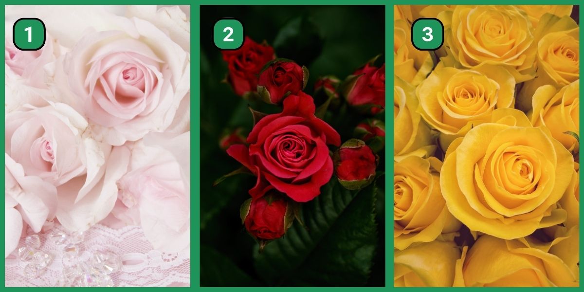 Discover if you're a radical rebel or a dutiful disciple with this personality test - Just choose a rose!