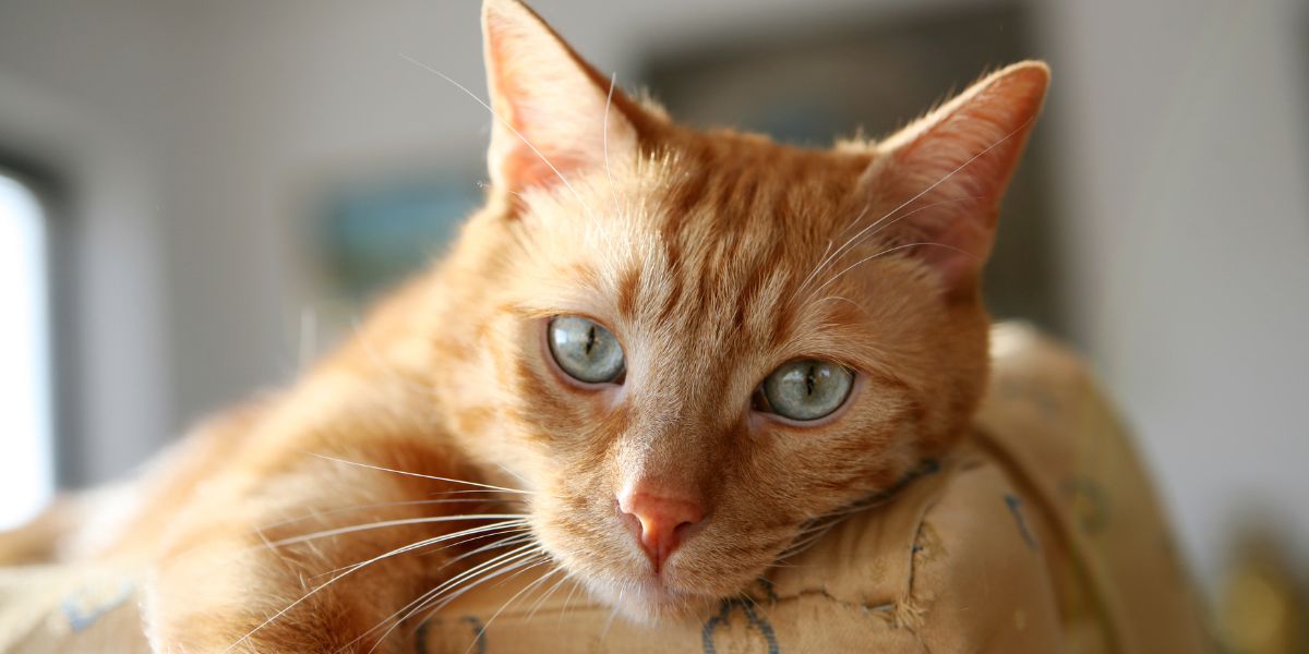 Unlock the secrets to your indoor cat's lifespan: How long can they really live?