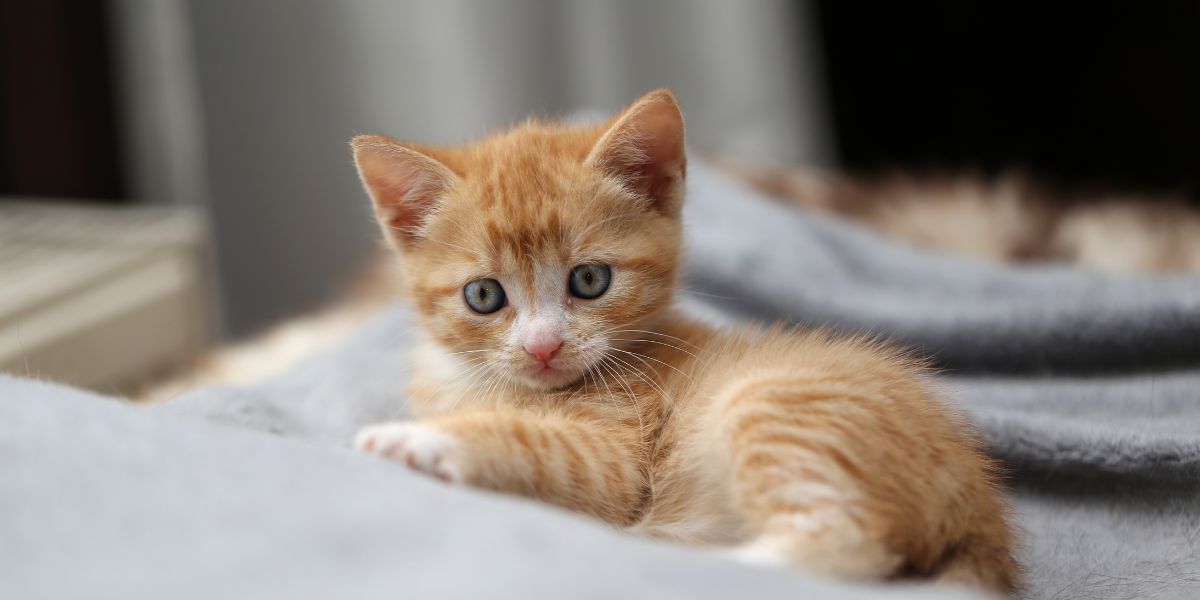 Unlocking the purr-fect mystery: How to accurately determine your kitten's age