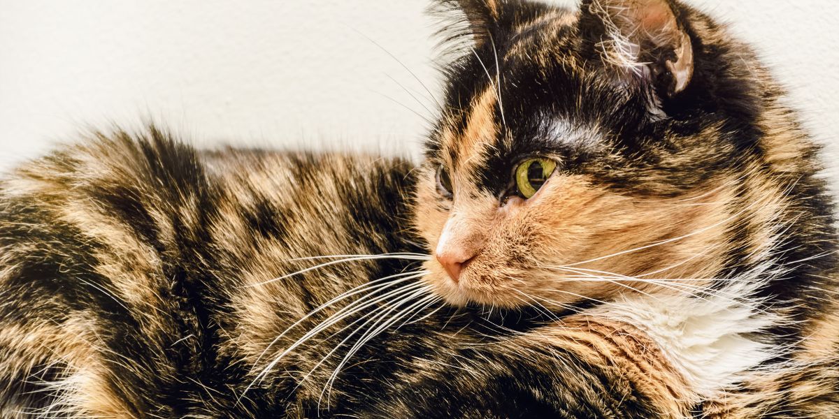 Why your senior cat is pulling out her fur