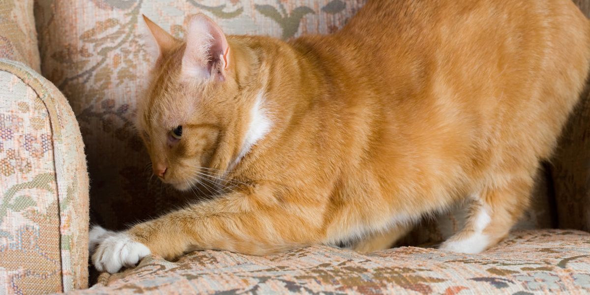Save your sofa: How to keep your cat from turning furniture into a scratching post