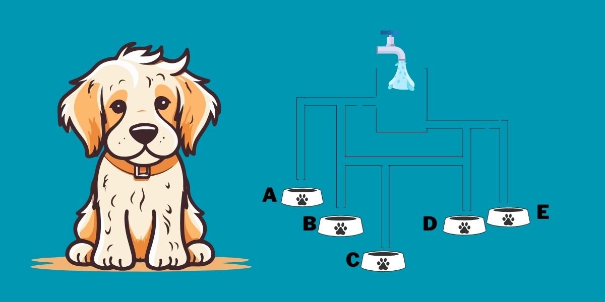 Logical brain teaser: Help this thirsty dog! Find out which water bowl fills first. You have 25 seconds!