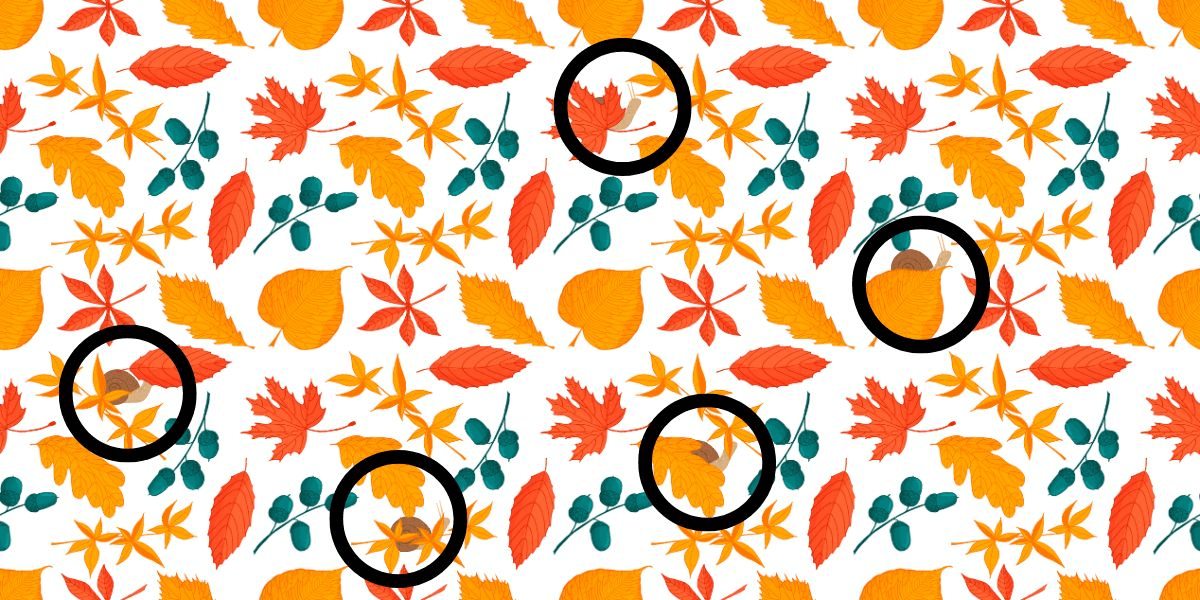 Visual challenge: Can you spot all the hidden snails among autumn leaves in less than 25 seconds? How many do you find?