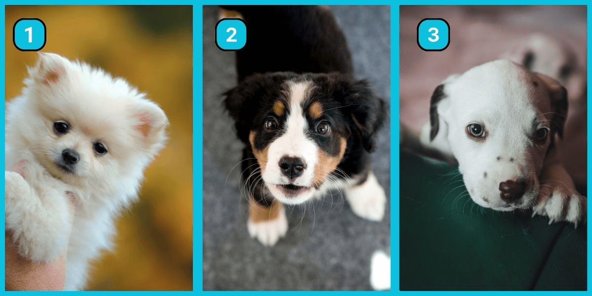 Personality test: Which puppy would you pick? Your choice reveals if you're truly independent or secretly dependent on others