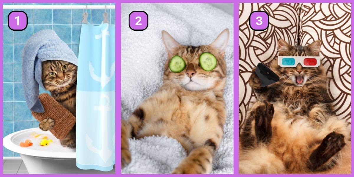 Personality test: Which funny cat do you prefer? Uncover whether you're a master planner or a free spirit!