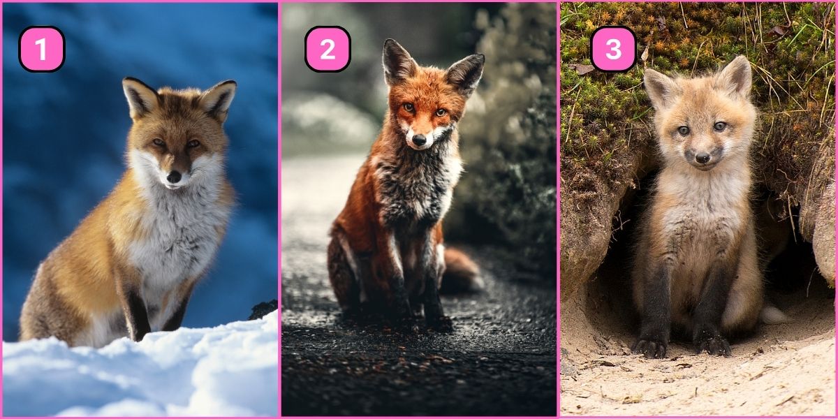 Personality test: Choose a fox and discover if you're a daring risk-taker or a careful decision maker!