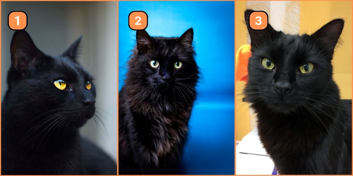 Are you a dreamer or a realist? This personality test with black cats spills the beans!