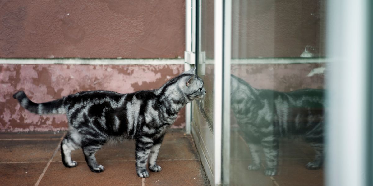 The indoor-outdoor debate: What drives your cat's behavior?