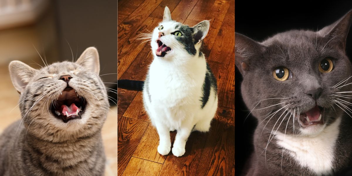 Cat Sounds and What They Mean