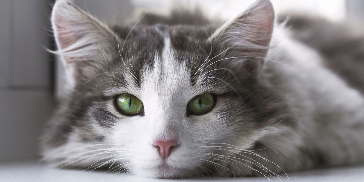 Shield your purr-fect pal: Foolproof ways to protect your cat from feline infectious peritonitis