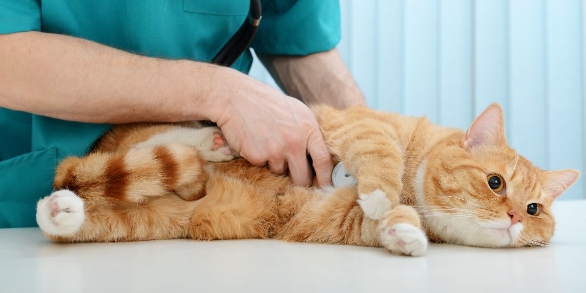 Debunking myths: The truth about feline infectious peritonitis you need to know now!