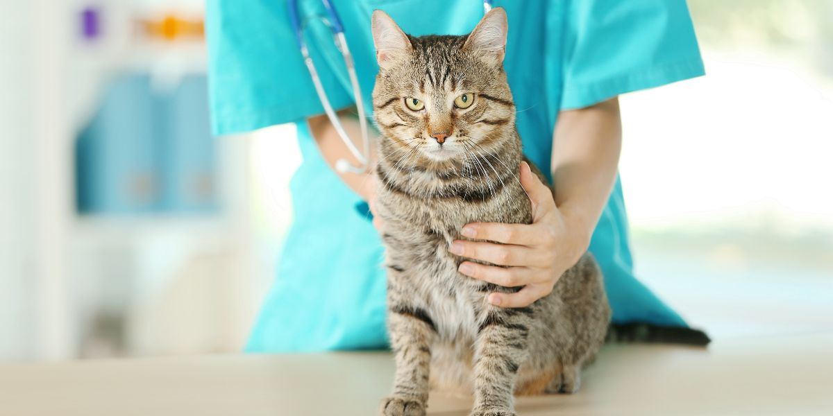 Are some cat breeds more prone to feline infectious peritonitis?